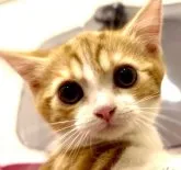 マンチカン(短足)【京都府・男の子・2023年3月23日・レッドタビー&ホワイト】の写真2「ハチワレが綺麗で、目尻からのアイラインがしっかり入っているので将来はもっとぱっちりお目目になります。」