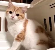 マンチカン(長足)【京都府・男の子・2021年12月20日・レッドタビー&ホワイト】の写真2「丸顔で優しいお目目、綺麗なハチワレのお顔です。」