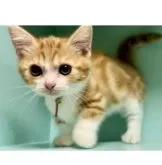 マンチカン(短足)【京都府・男の子・2023年3月23日・レッドタビー&ホワイト】の写真3「好奇心旺盛で、明るく元気で遊び好きな男の子です。」