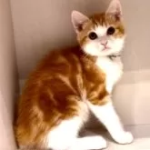 マンチカン(長足)【京都府・男の子・2023年11月20日・レッドタビー&ホワイト】の写真4「将来の体重は3.7〜4.0kg程度。体高は25〜30cmになります。」