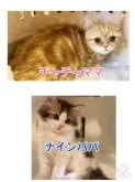 マンチカン(長足)【京都府・男の子・2023年1月17日・レッドタビー&ホワイト】の写真5「長足マンチカン： ナインパパと短足マンチカン：チャチャママ」