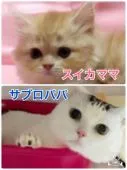 マンチカン(長足)【京都府・女の子・2019年12月20日・キャリコ】の写真5「サブロパパとスイカママのベビーです。」
