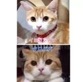 マンチカン(長足)【京都府・男の子・2023年11月20日・レッドタビー&ホワイト】の写真5「短足マンチカン： タロパパと長足マンチカン：イヨカンママ」