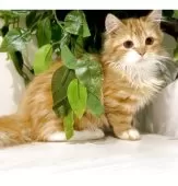 マンチカン(短足)【京都府・男の子・2025年3月24日・レッドタビー】の写真10