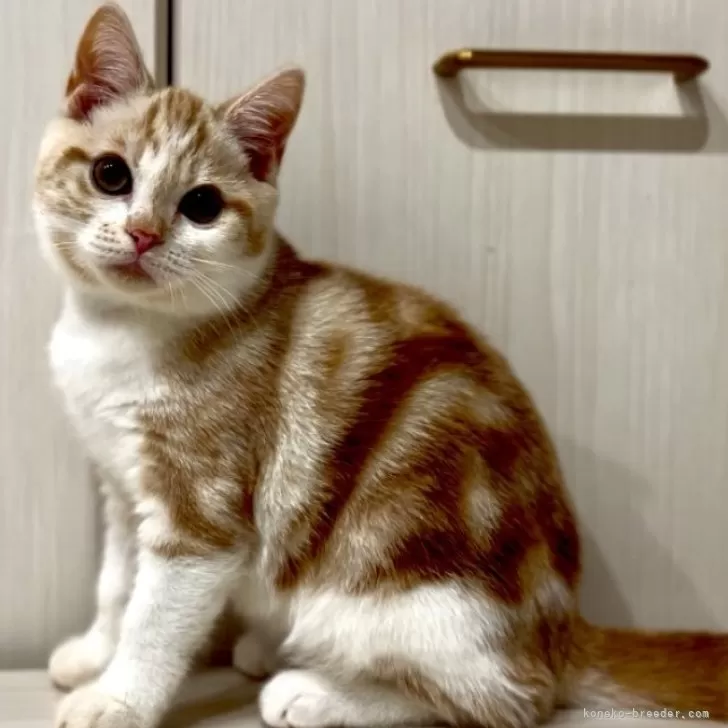 ID：2502-00196の子猫