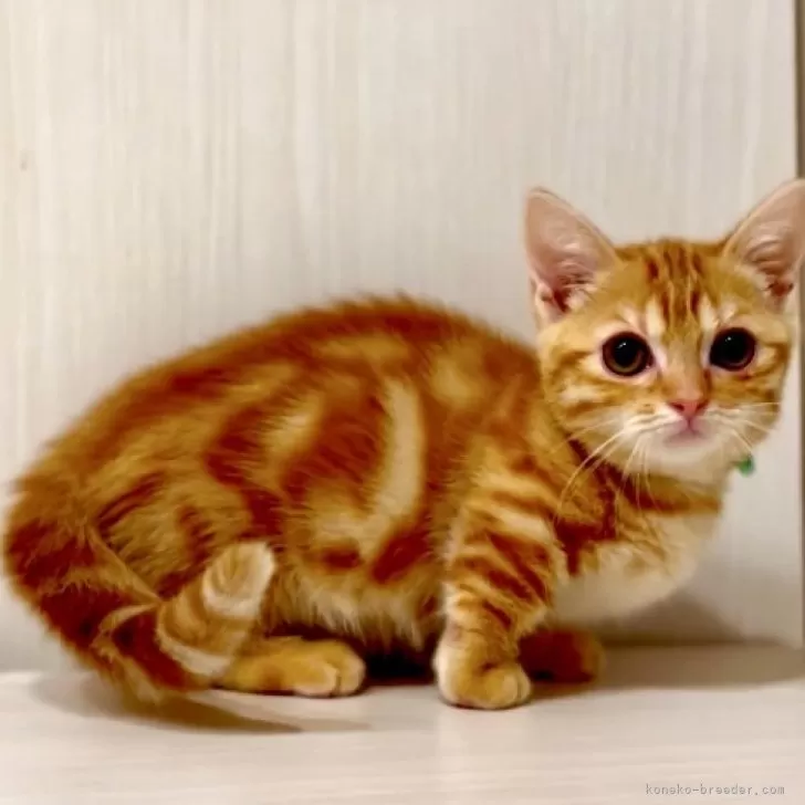 ID：2501-00795の子猫