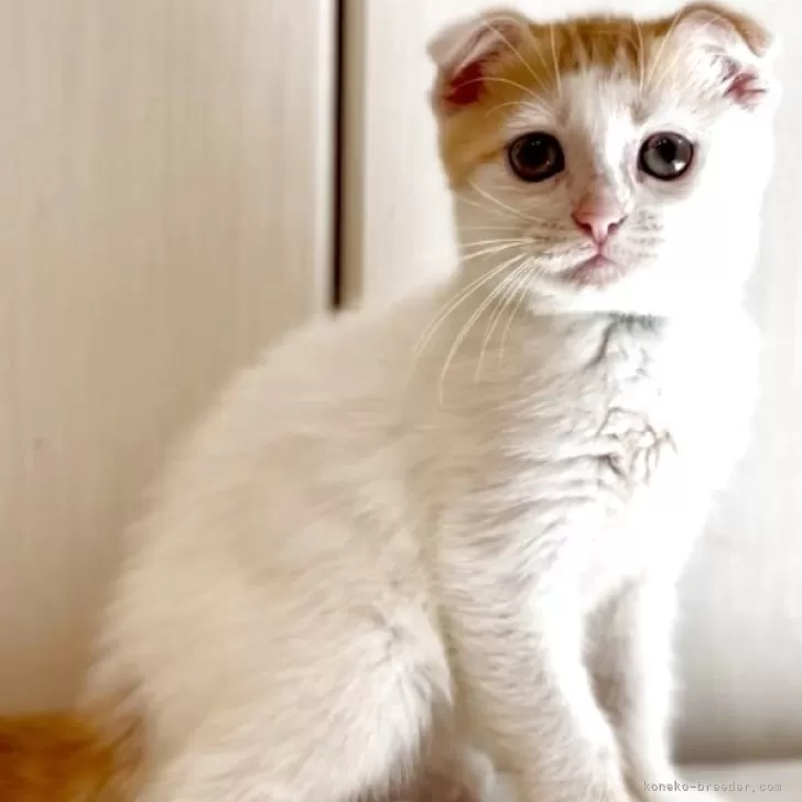 マンチカン(長足)【京都府・女の子・2025年3月20日・レッドタビー&amp;ホワイト】の写真1