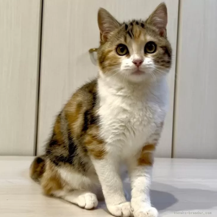 ID:2502-01956の子猫