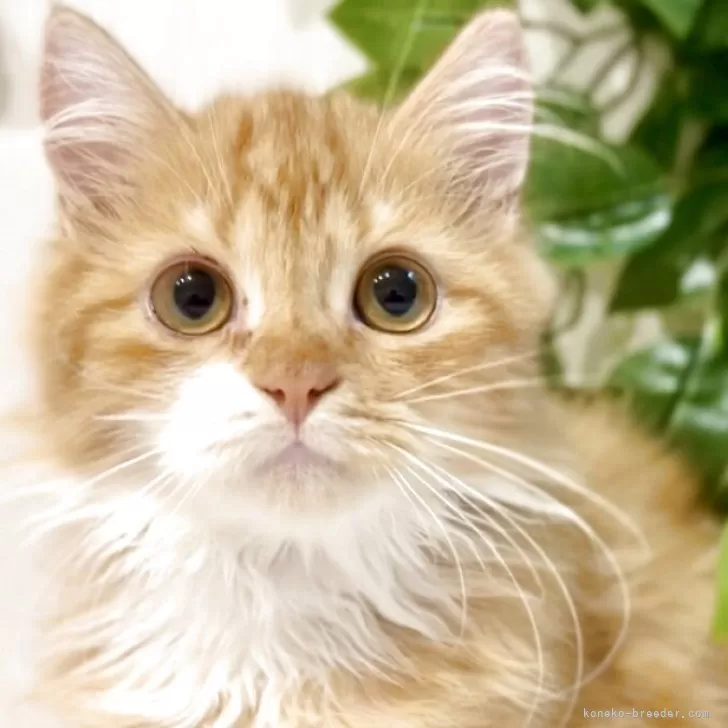 マンチカン(短足)【京都府・男の子・2025年3月24日・レッドタビー】の写真1