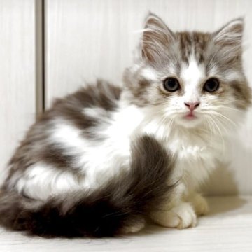 マンチカン(短足)【京都府・男の子・2025年7月24日・ブルータビー&ホワイト（ロングヘア）】の写真「長足ロングヘアのブルー＆ホワイトの綺麗な男の子」