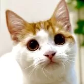 マンチカン(短足)