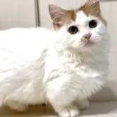 マンチカン(短足)
