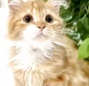 マンチカン(短足)【京都府・男の子・2025年3月24日・レッドタビー】の写真3