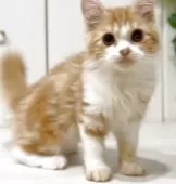 マンチカン(長足)【京都府・男の子・2025年5月31日・レッドタビー&ホワイト】の写真3