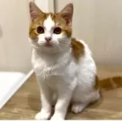 マンチカン(長足)【京都府・男の子・2024年8月26日・レッドタビー&ホワイト】の写真4