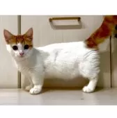 マンチカン(短足)【京都府・女の子・2025年3月28日・レッドタビー&ホワイトバン】の写真4