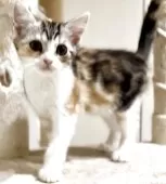 マンチカン(長足)【京都府・女の子・2025年10月19日・ブルーパッチドタビー&ホワイト】の写真4