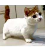 マンチカン(短足)【京都府・女の子・2025年3月28日・レッドタビー&ホワイトバン】の写真5