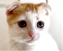 マンチカン(長足)【京都府・女の子・2025年3月20日・レッドタビー&ホワイト】の写真5