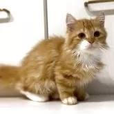 マンチカン(短足)【京都府・男の子・2025年3月24日・レッドタビー】の写真5