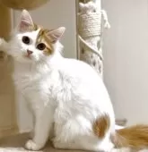 マンチカン(長足)【京都府・男の子・2025年9月17日・レッドタビー&ホワイト】の写真6