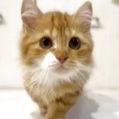 マンチカン(短足)【京都府・男の子・2025年3月24日・レッドタビー】の写真6