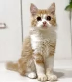 マンチカン(長足)【京都府・男の子・2025年5月31日・レッドタビー&ホワイト】の写真6