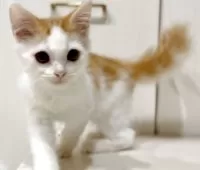 マンチカン(長足)【京都府・男の子・2025年5月31日・レッドタビー&ホワイト】の写真8