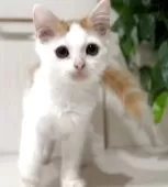 マンチカン(長足)【京都府・男の子・2025年5月31日・レッドタビー&ホワイト】の写真9