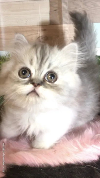 ID:1911-01737の子猫