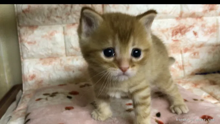 ID:1803-00708の子猫