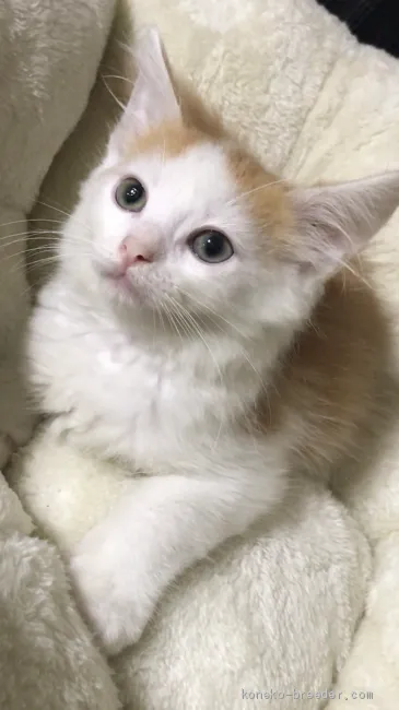 ID：2005-00214の子猫