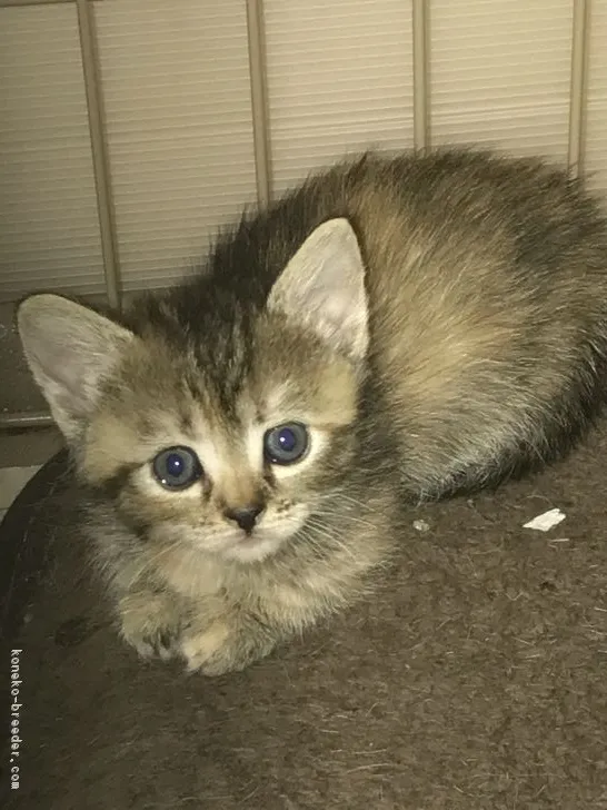 ID：1804-01516の子猫