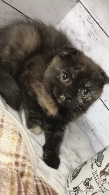 ID：2102-01635の子猫