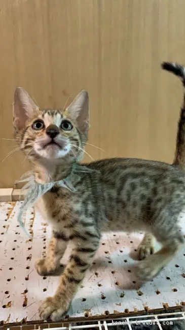 ID:2006-01620の子猫