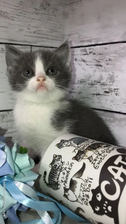 ID：2103-00304の子猫