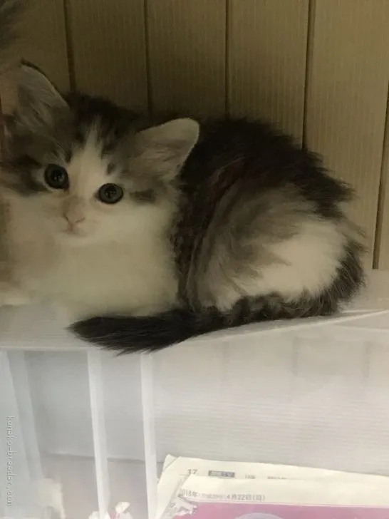 ID：1805-00938の子猫