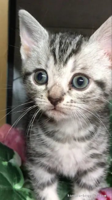 ID:1811-01606の子猫