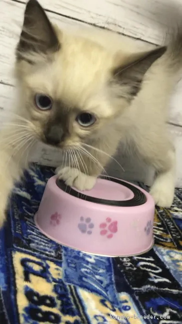 ID：2010-01975の子猫