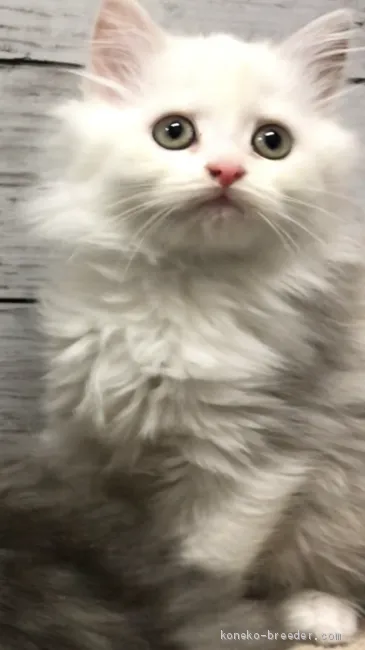 ID：2102-00929の子猫