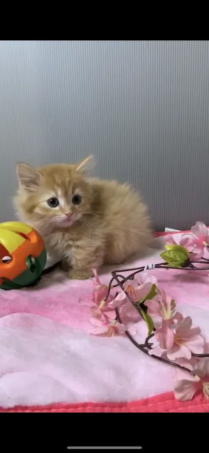 ID:1902-00870の子猫