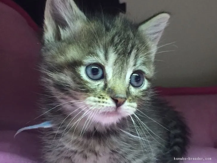 ID：1612-00884の子猫