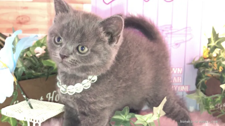 ID:1906-01252の子猫