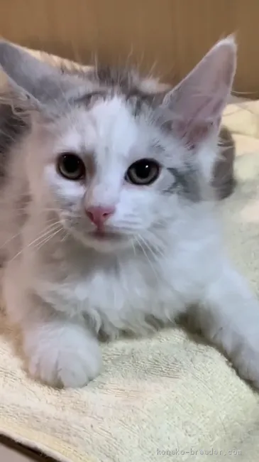 ID:2005-02136の子猫
