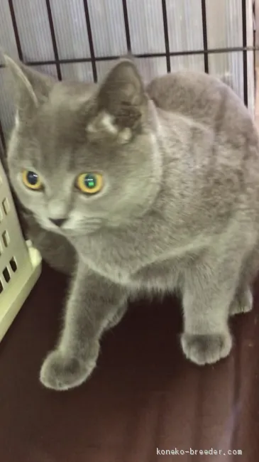 ID：1912-00568の子猫