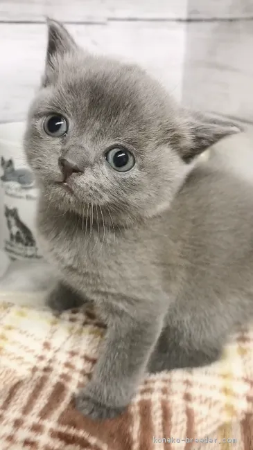 ID：2102-01784の子猫