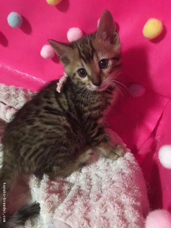 ID:1711-00730の子猫