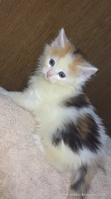 ID：1705-00952の子猫