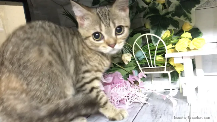 ID：2007-00895の子猫