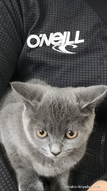 ID:2007-01028の子猫